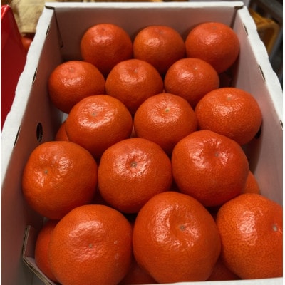 【温室栽培】小原紅早生みかん　約2kg