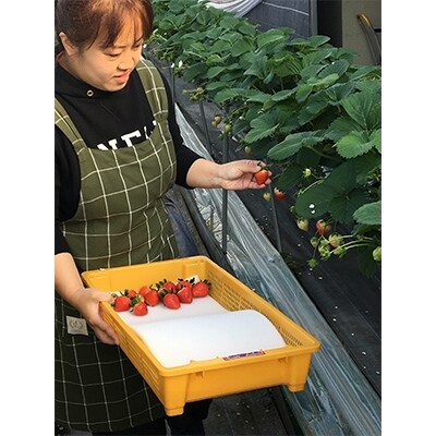 【2025年2月以降発送】美味いちご園「さぬきひめ」270g×2パック×2箱
