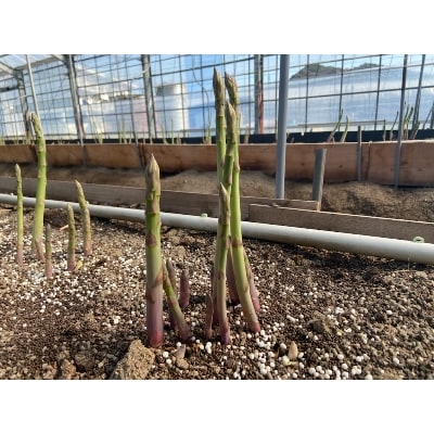 カトちゃん農園のアスパラガス(さぬきのめざめロング)春芽1kg