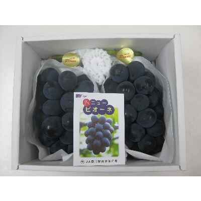 ピオーネ　2房入り(約1kg)化粧箱