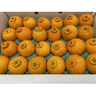 しらぬひ　約5kg