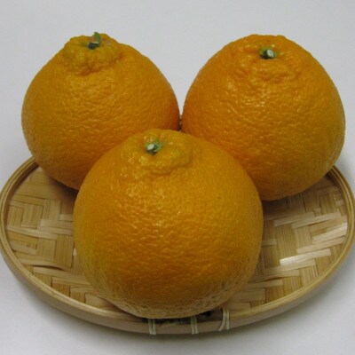 しらぬひ　約5kg