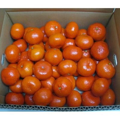 【小粒】金時紅みかん　約5kg