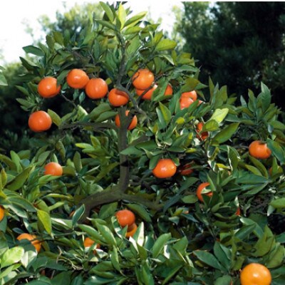 訳あり小原紅早生みかん(大玉)　約3kg