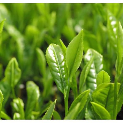 【風月堂】京 宇治抹茶　贅沢なオトナの味わい～濃い抹茶ドゥブール～