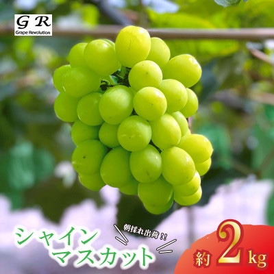 【先行受付】厳選 朝採り出荷 シャインマスカット 約2kg