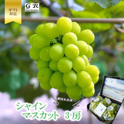 【先行受付】ギフト用 朝採り出荷 シャインマスカット マスカット 3房