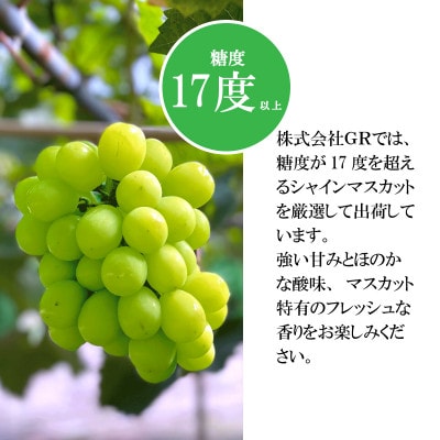 【先行受付】ギフト用 朝採り出荷 シャインマスカット マスカット 3房