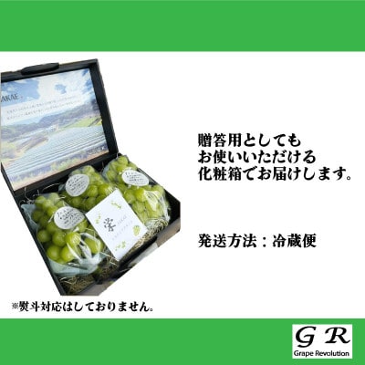 【先行受付】ギフト用 朝採り出荷 シャインマスカット マスカット 3房