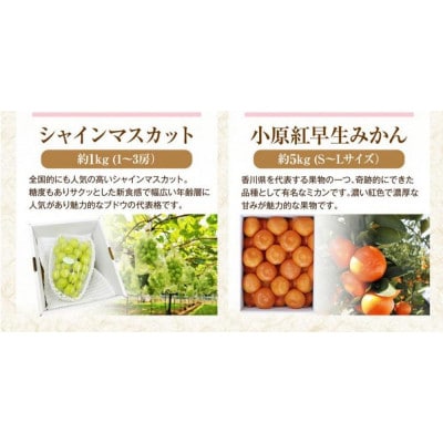 【発送月固定定期便】香川県さぬき市 夏冬フルーツ厳選定期便(6回便)全6回