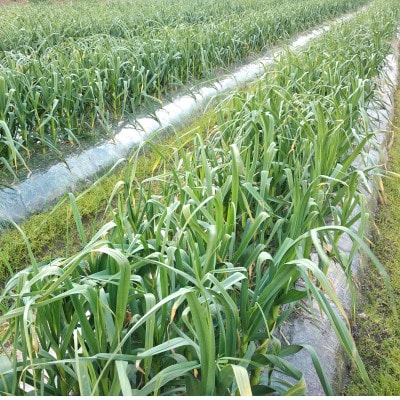 熟成　割り黒にんにく　約300g