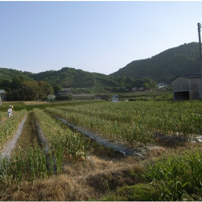 熟成　割り黒にんにく　約300g