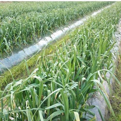 訳あり　熟成黒にんにく　約600g