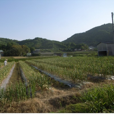 訳あり　熟成黒にんにく　約600g