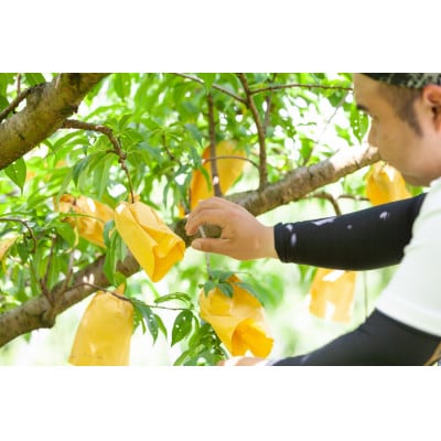 【先行予約】2026年発送 岡山県産 旬の桃!2品種詰め合わせセット(2kg)