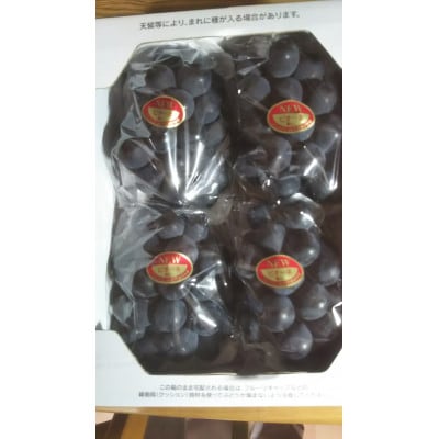 岡山県産温室ピオーネ　種なし　家庭用2kg(4～5房入り)