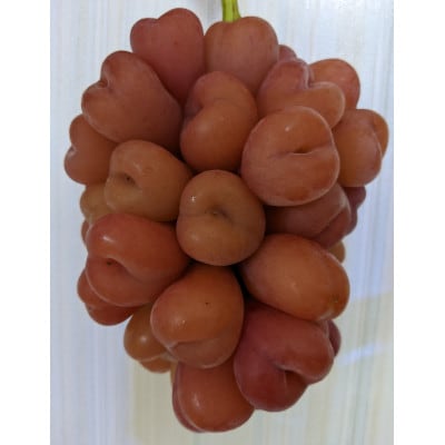 訳あり　岡山ぶどう＜マイハート＞　2kg(4～5房)　種なし皮ごと　栽培期間中化学肥料不使用