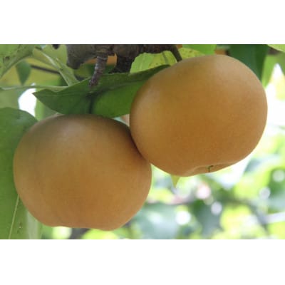 岡山県産 あたご梨 4～7玉(約4kg) 化粧箱入り