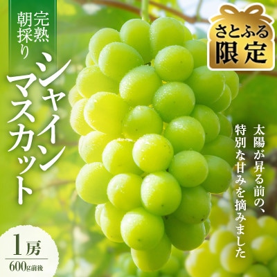 【さとふる限定】朝採り直送!さつきぶどう園シャインマスカット1房 600g前後【2025年発送】