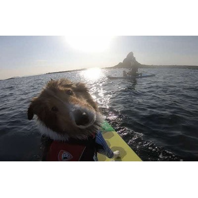 海洋散骨セレモニー券(大切なご家族(ペット)とのお別れセレモニー) 海へ散骨