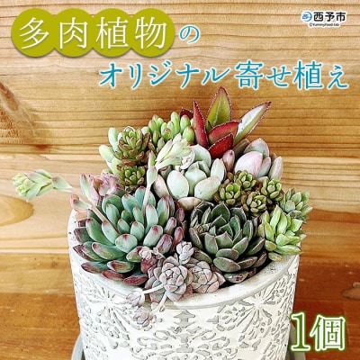 <自家生産　多肉植物のオリジナル寄せ植え(約10種類)>　インテリア　ガーデニング　鉢植え