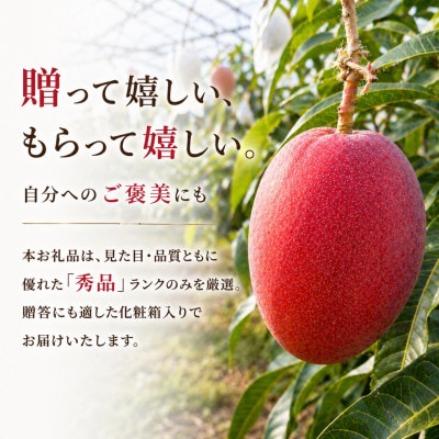 【2026年6月から順次発送・化粧箱】JA厳選のアップルマンゴー1kg(2～3玉)