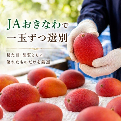 【2026年6月から順次発送・化粧箱】JA厳選のアップルマンゴー2kg(3～6玉)