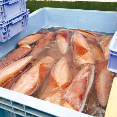 セーイカ お刺身用 約2kg(200g×10柵)