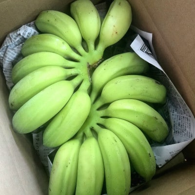 【有機JAS認証】本然農園のオーガニックバナナ2.5kg