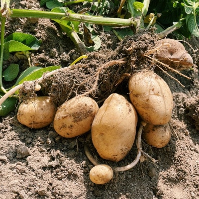 【有機JAS認証】本然農園の採れたて野菜セット5kg