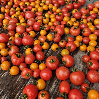 【有機JAS認証】本然農園の採れたて野菜セット5kg