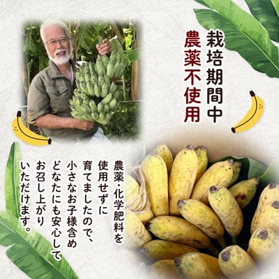 西原町の栽培期間中農薬不使用のナムワバナナ3kg
