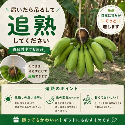 【栽培期間中農薬不使用】吊るして追熟!飾れる沖縄アップルバナナ2kg