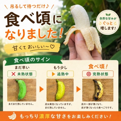 【栽培期間中農薬不使用】吊るして追熟!飾れる沖縄アップルバナナ2kg