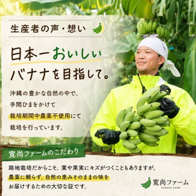 【栽培期間中農薬不使用】吊るして追熟!飾れる沖縄アップルバナナ2kg