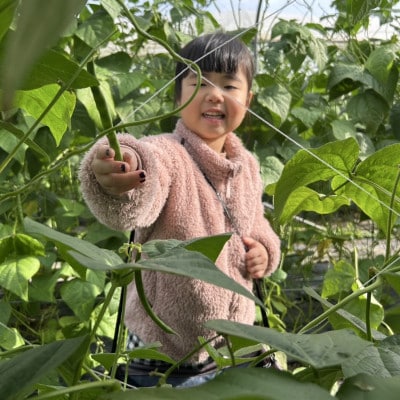 有機JAS認証農園で楽しむ!小橋川ファーム野菜の収穫体験1名様