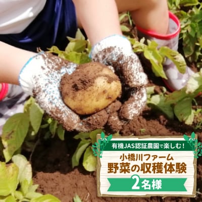 有機JAS認証農園で楽しむ!小橋川ファーム野菜の収穫体験2名様