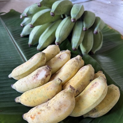JAおきなわが厳選!季節の沖縄県産バナナ約2kg(旬の品種おまかせ)