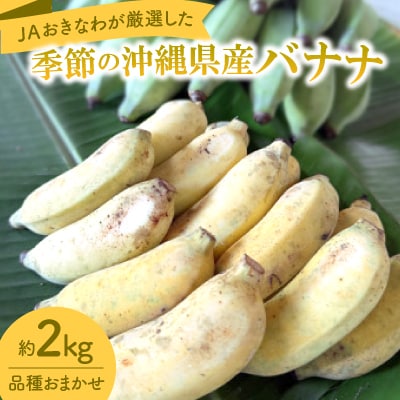 JAおきなわが厳選!季節の沖縄県産バナナ約2kg(旬の品種おまかせ)