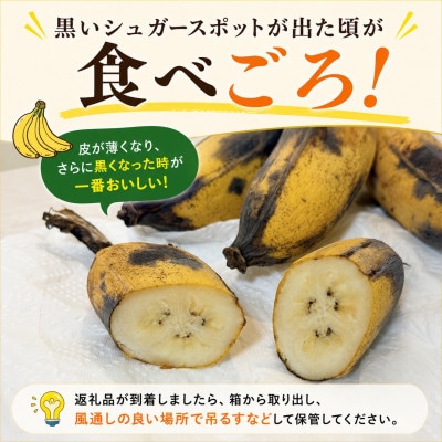 JAおきなわが厳選!季節の沖縄県産バナナ約2kg(旬の品種おまかせ)