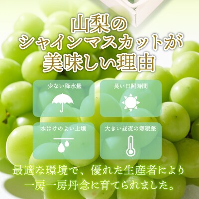 〈2025年度配送分〉甲府市産 シャインマスカット 1房(600g以上)