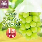 【☆先行受付☆2025年/令和7年発送分】シャインマスカット(こだわり)1kg以上　2～3房