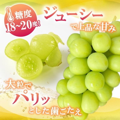 【☆先行受付☆2026年/令和8年発送分】シャインマスカット(こだわり)1.0kg以上〈2～3房〉