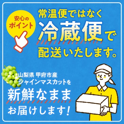 〈2026年度配送分〉至福の山梨県産シャインマスカット 2〜3房(1.2kg以上)