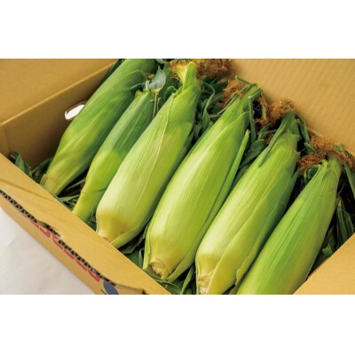 〈2025年度発送分〉甲府市産もろこし(品種:ミルフィーユ)2Lサイズ　10本入