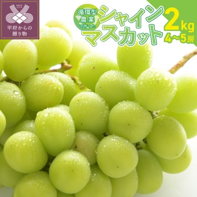 【2026年配送分】甲府市産自然塾のシャインマスカット2kg(4～5房)