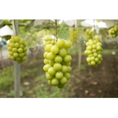 【2026年配送分】甲府市産自然塾のシャインマスカット2kg(4～5房)