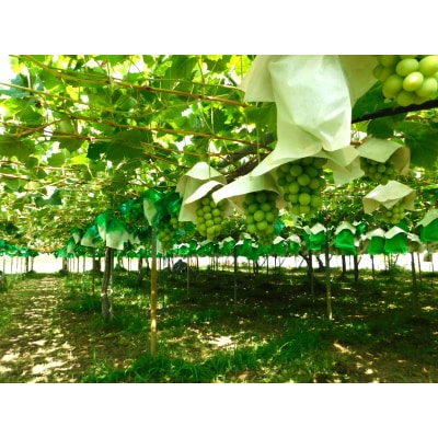 甲府市産(池川総合ブドウ園)のシャインマスカット2kg相当(目安3～4房)K07024-B