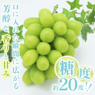 〈2026年度配送分〉山梨県甲府市産シャインマスカット2kg(2房～4房)C