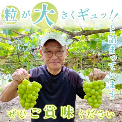 〈2026年度配送分〉山梨県甲府市産シャインマスカット2kg(2房～4房)C